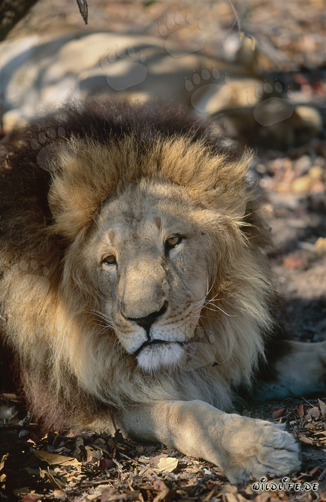 León Bereber - Majestuoso felino descansa en la sombra