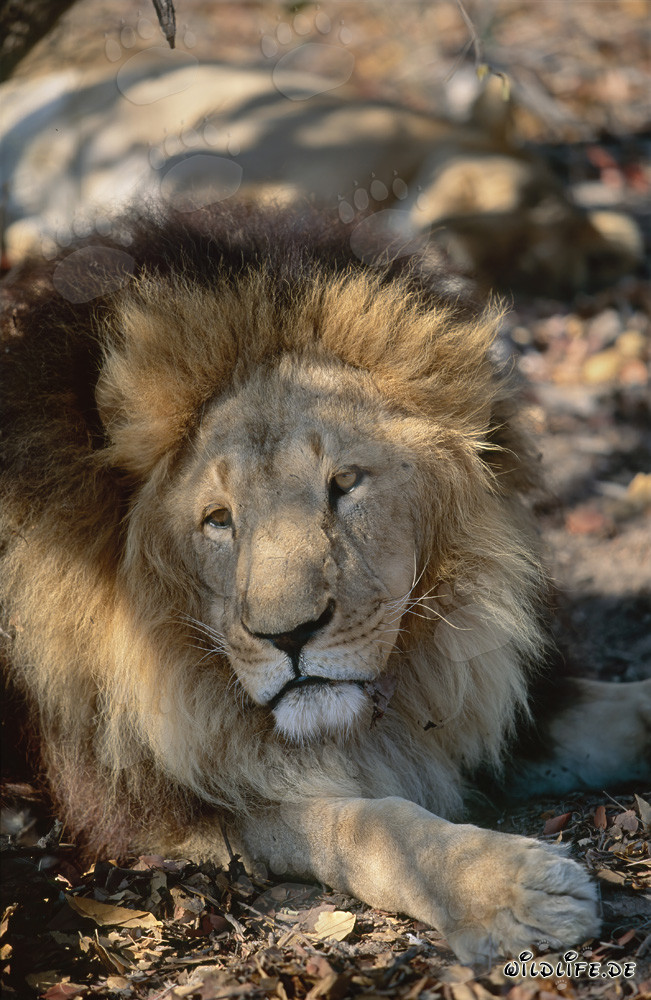 Lion de Barbarie - Majestueux félin se repose à l'ombre