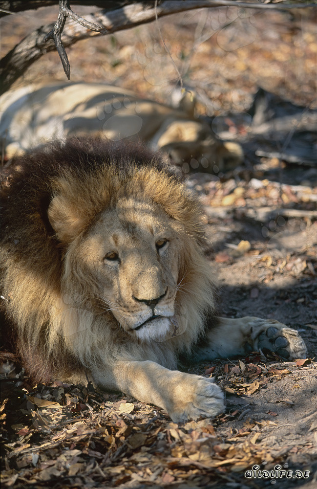 Majestic Barbary Lion Resting Under a Tree