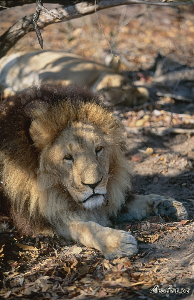 Magnífico león bereber descansa bajo un árbol