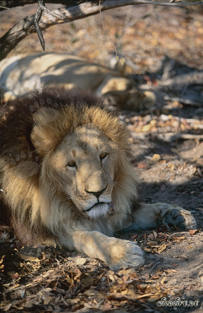 Magnifique lion berbère repose sous un arbre