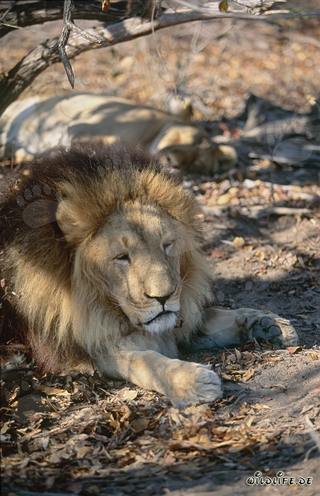 Resting Barbary Lion under a Tree