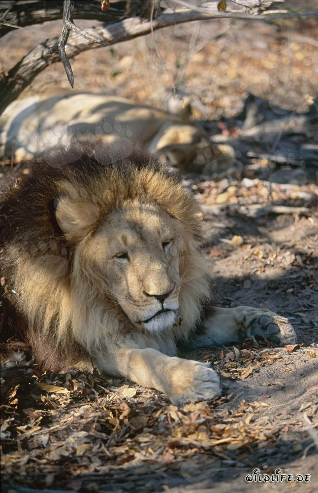 León bereber descansando bajo un árbol