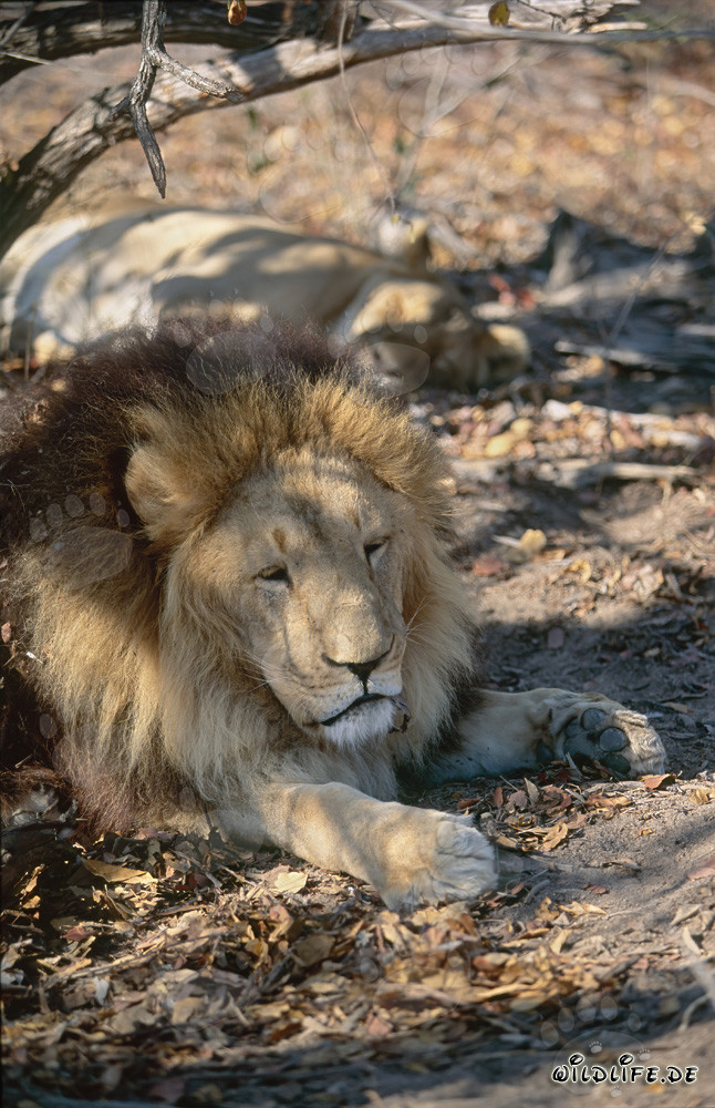 Lion berbère en repos sous un arbre