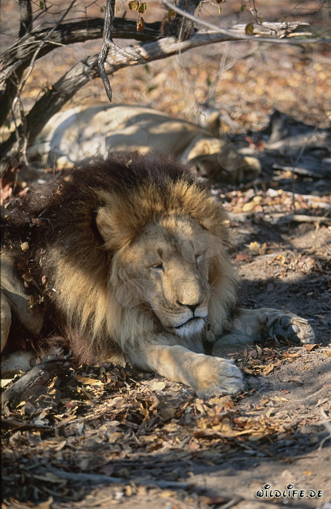 Barbary lion resting in the shade of a tree