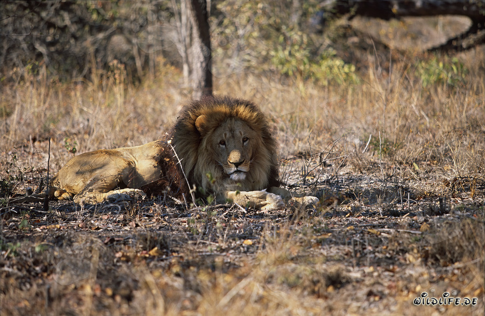 Majestic Barbary Lion in the Dry Savanna