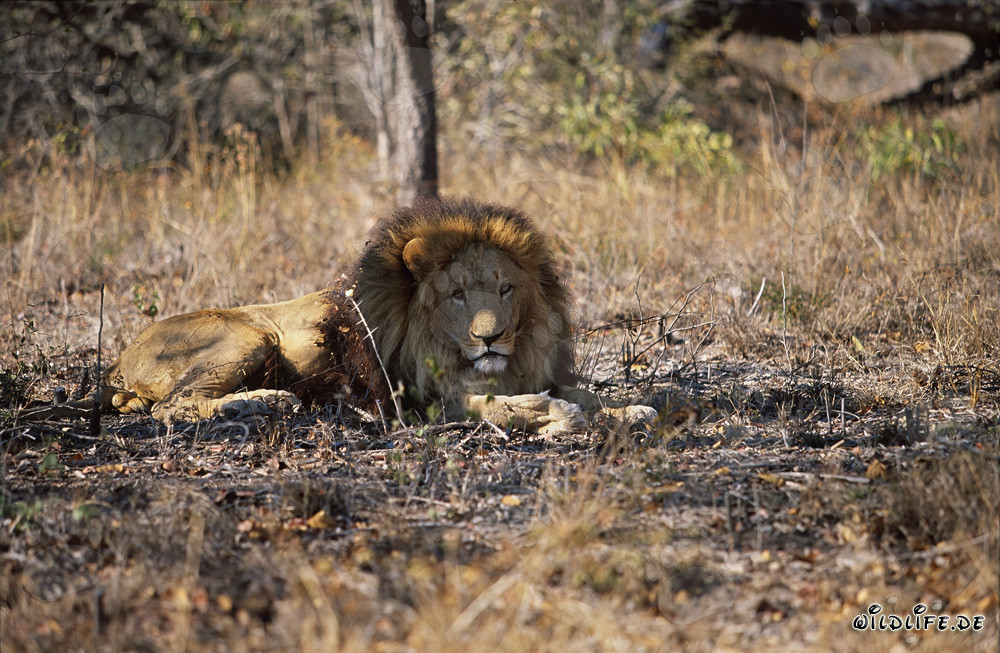 Majestico Leone Berbero nella savana secca