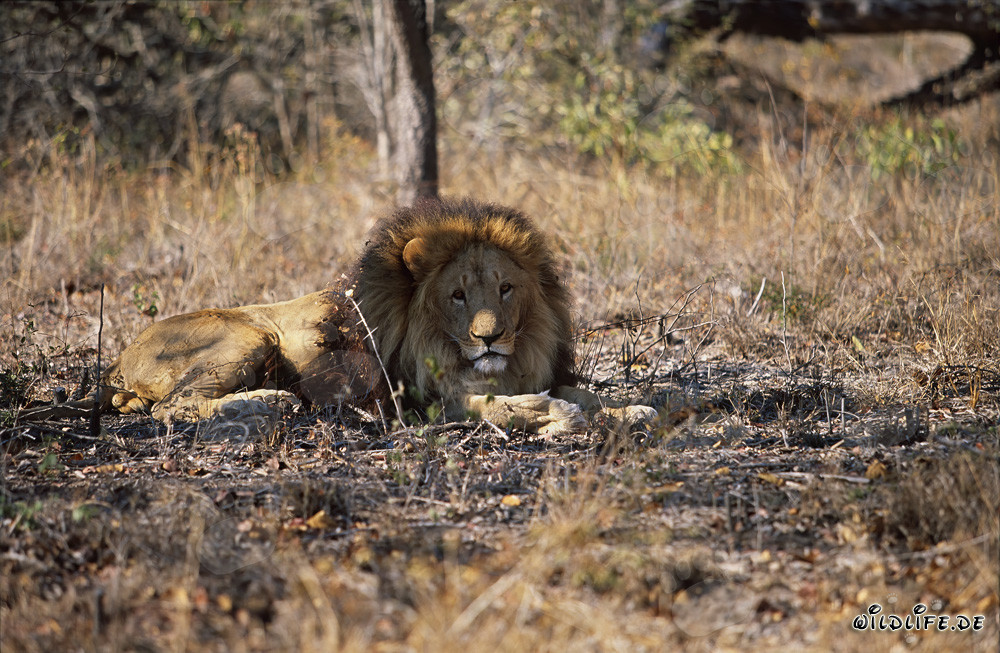 Lion Berbère majestueux dans la savane sèche