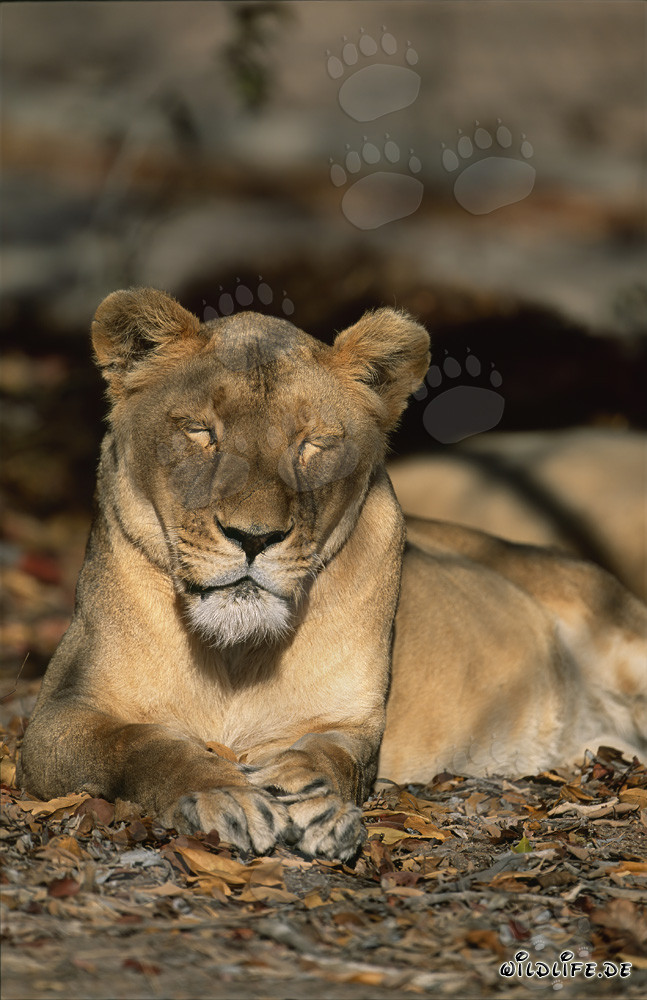 Female Barbary lion sleeping in South African research and breeding center