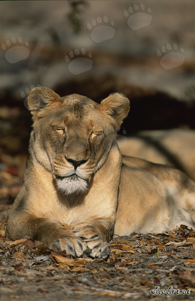 Lionne berbère dort dans un centre de recherche et d'élevage en Afrique du Sud