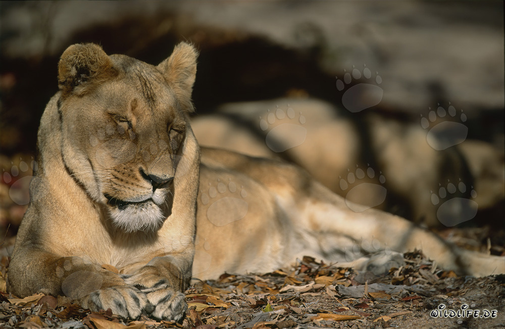 Exhausted Barbary Lioness in the Wilderness of North Africa