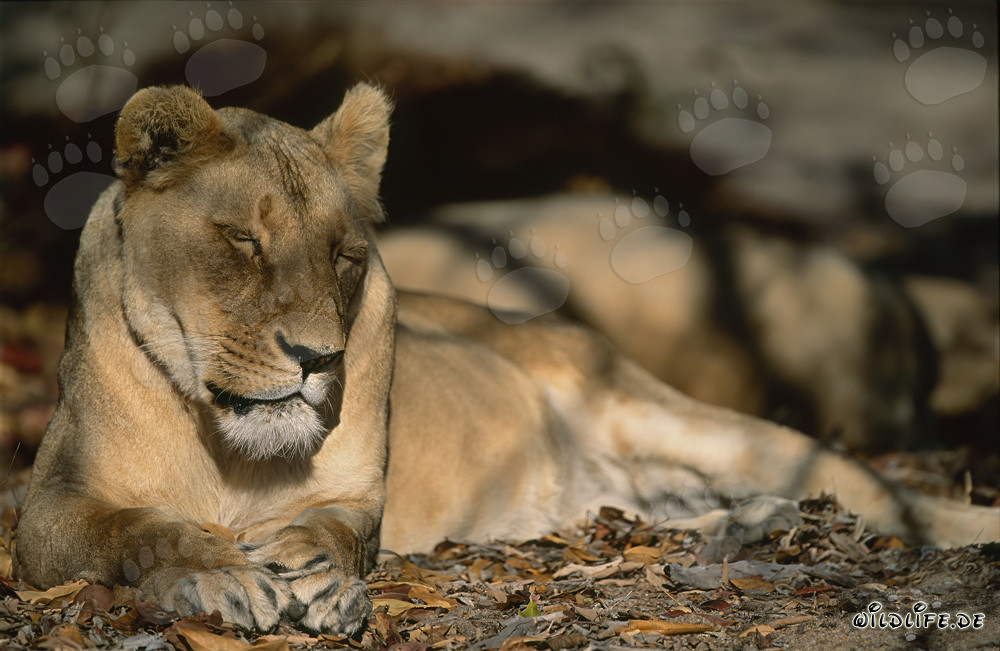 Leona bereber exhausta en la naturaleza salvaje del norte de África