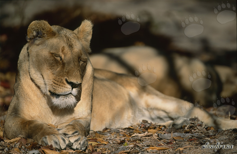 Lionne berbère épuisée dans la nature sauvage de l'Afrique du Nord