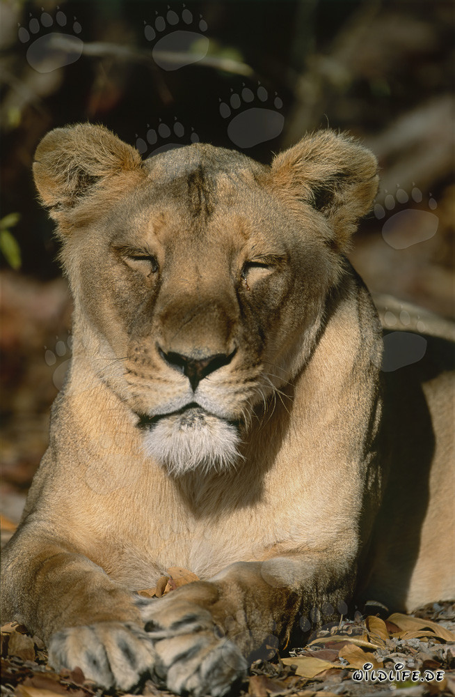 Sleeping Female Barbary Lion resting under a majestic tree