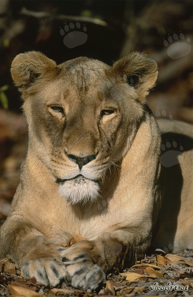 Lionne berbère endormie