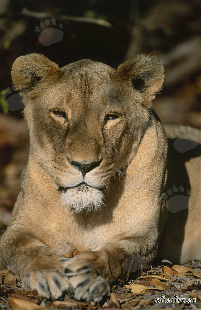 Sleepy Female Barbary Lion