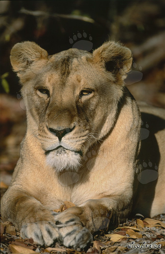 Female Barbary Lion in the shade of a tree