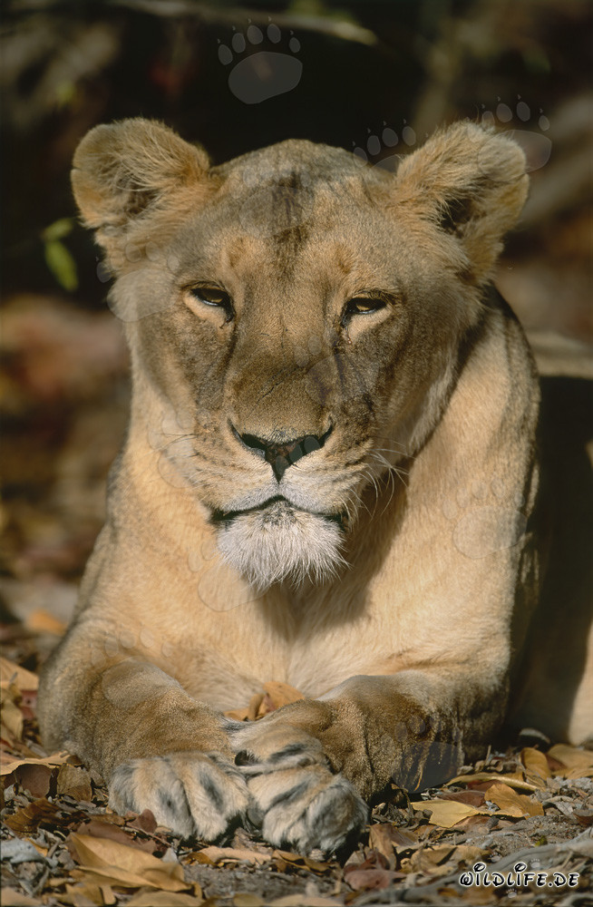 Leone berbero impressionante nella fauna selvatica del Sudafrica