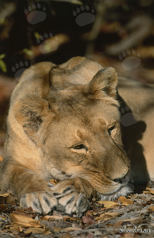 Leona bereber relajada al sol de África