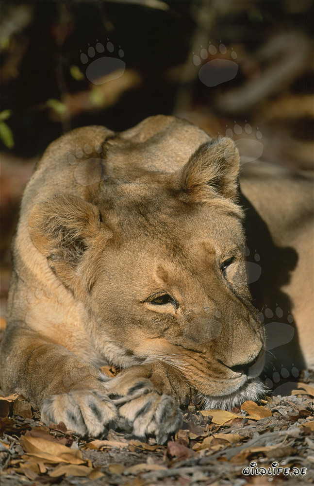 Leone berbero rilassato al sole dell'Africa