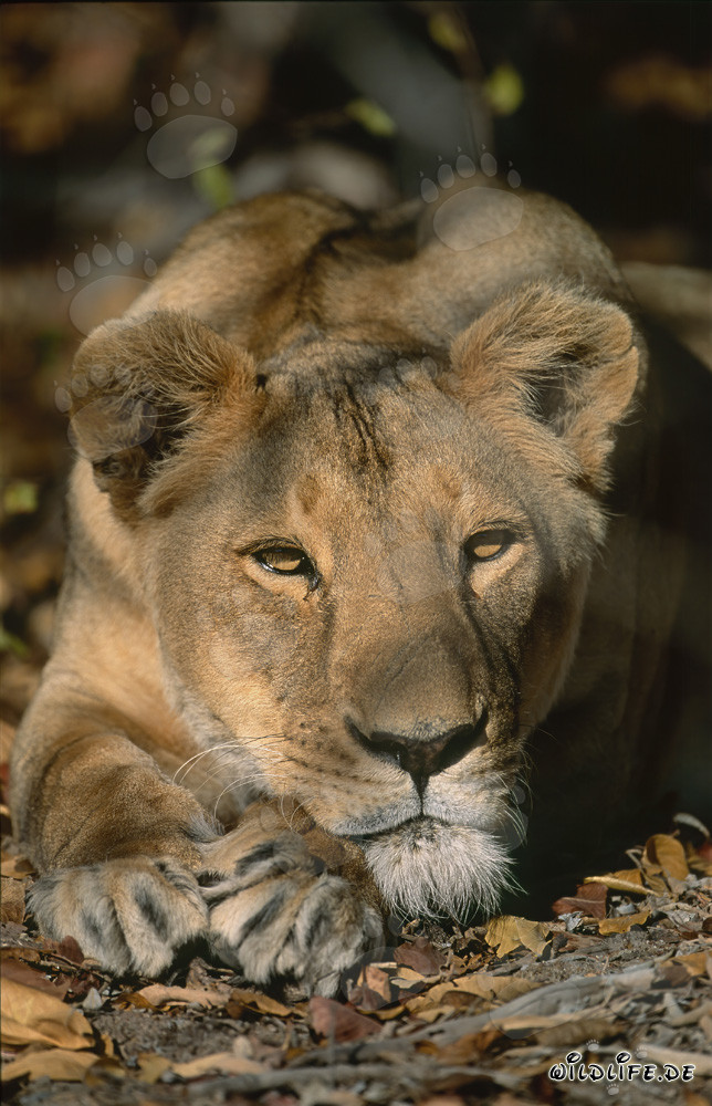Relaxed Female Barbary Lion in the Wilderness of South Africa