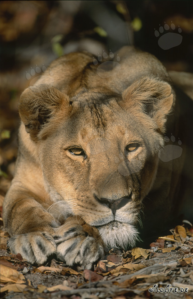 Entspannte Berberlöwin in der Wildnis von Südafrika
