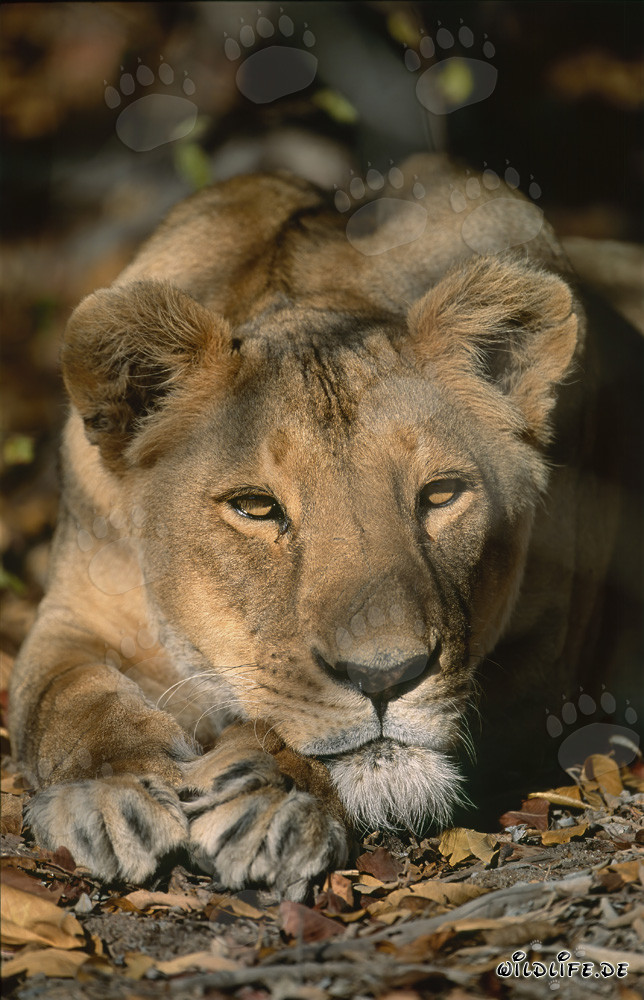 Lionne berbère détendue dans la nature sauvage d'Afrique du Sud