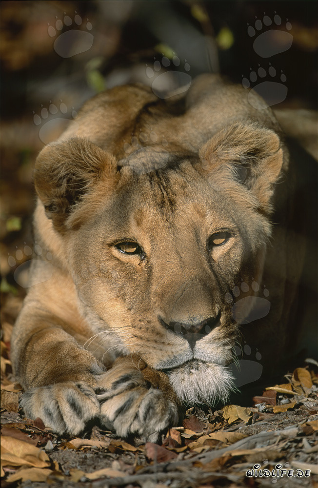 Berberlöwin Panthera leo leo in Gefangenschaft