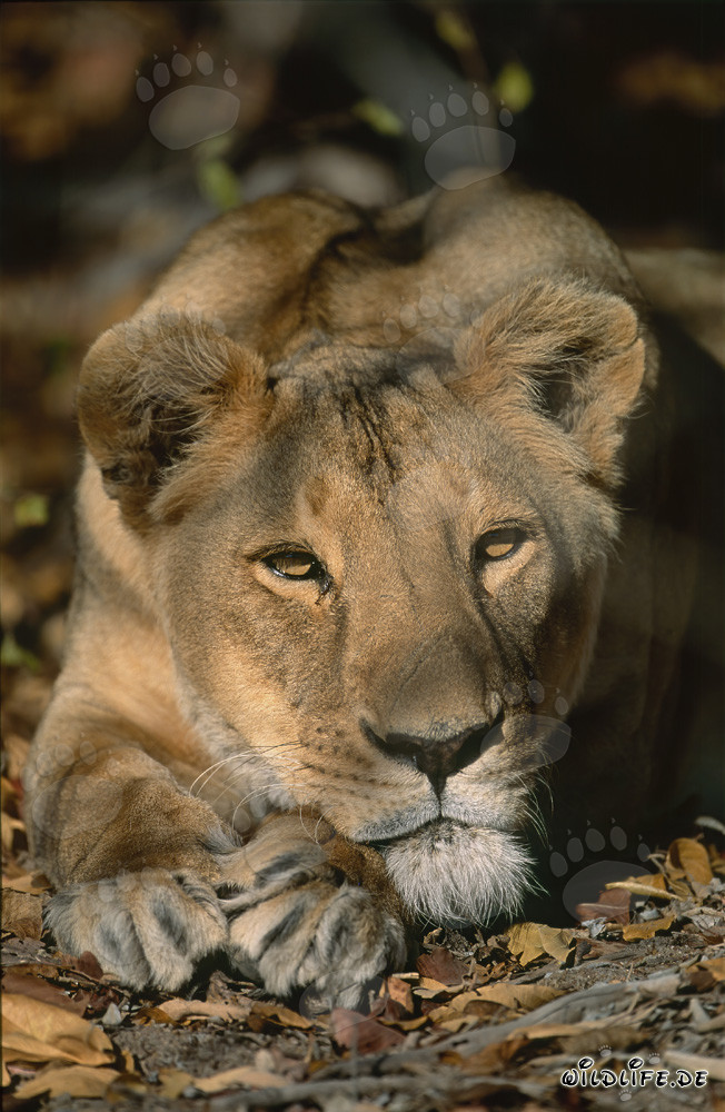 Female Barbary Lion Panthera leo leo in Captivity