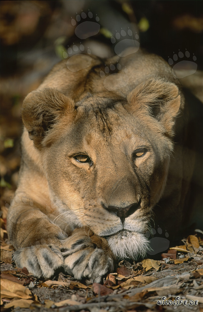 Leona bereber Panthera leo leo en cautiverio