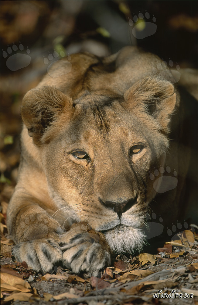 Lionne berbère Panthera leo leo en captivité