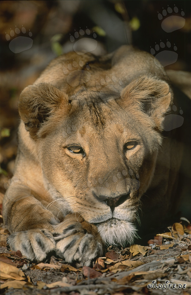 Lionne berbère se repose après la chasse