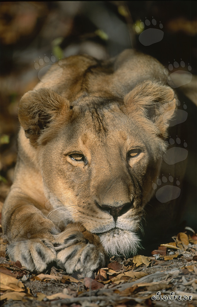 Relaxing Female Barbary Lion in South Africa
