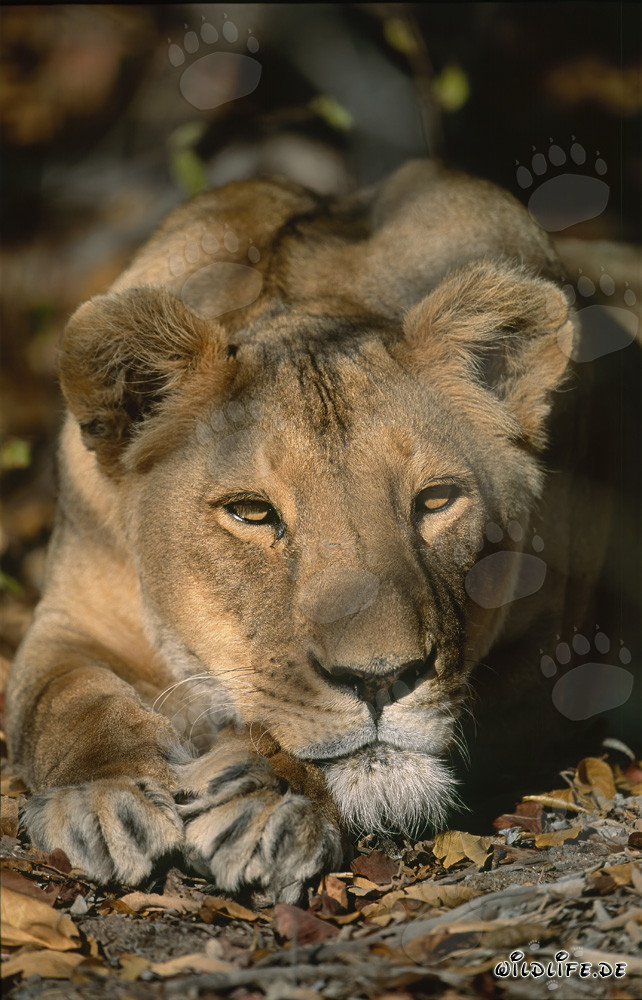 Leone berbero rilassante in Sudafrica