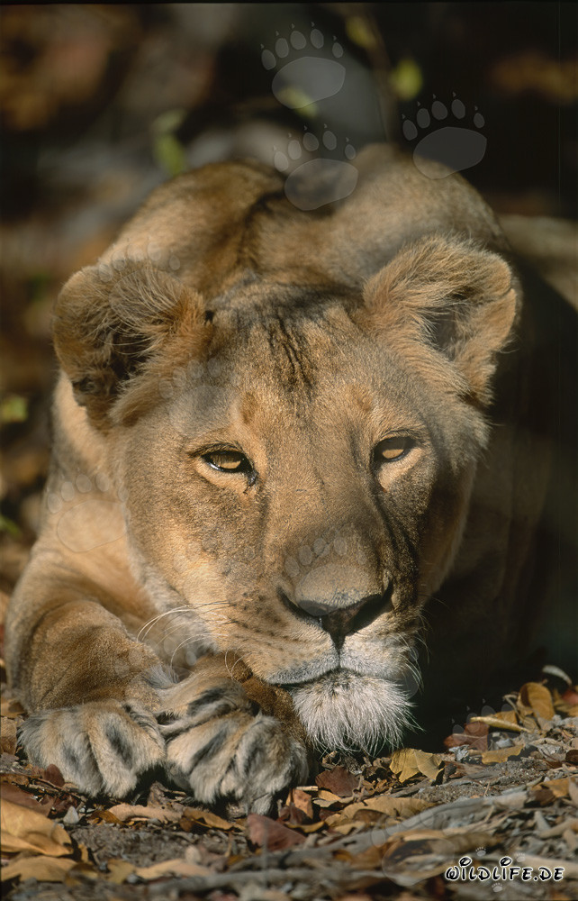 Lionne berbère relaxante en Afrique du Sud
