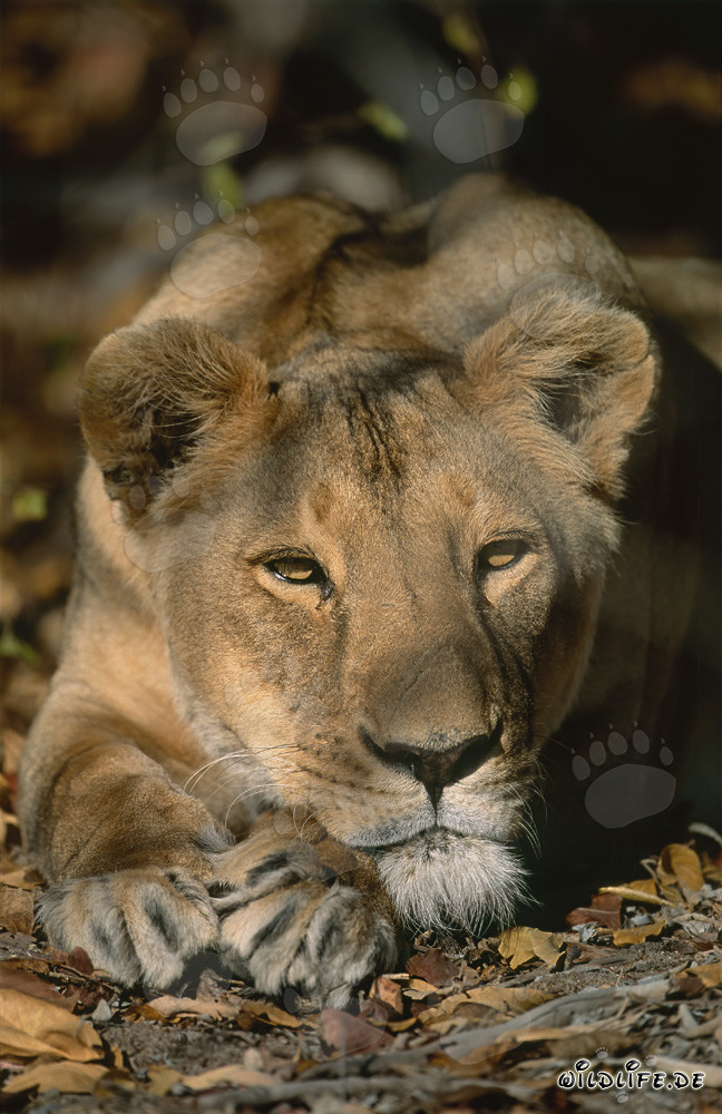 Female Barbary lion look interested