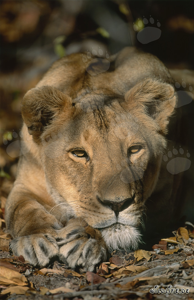 Lionne berbère regarde avec intérêt