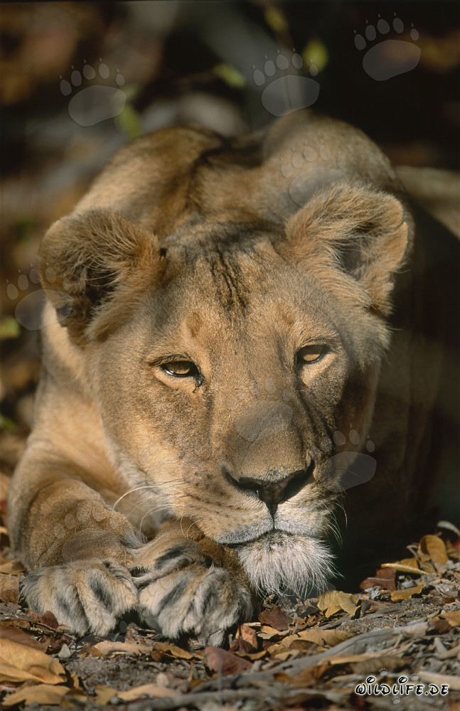 The majestic gaze of a Female Barbary lion