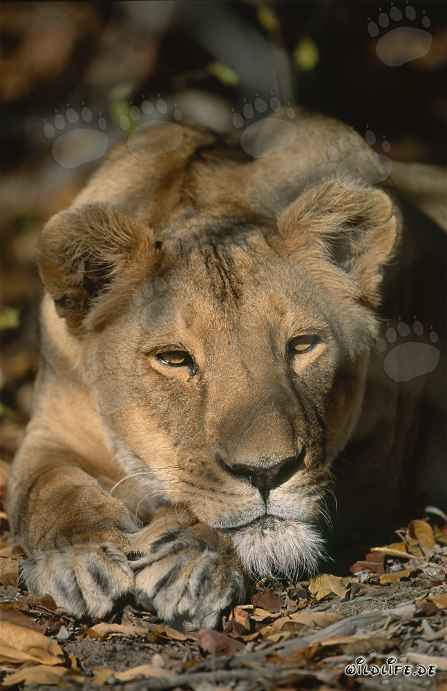 Lo sguardo maestoso di una leonessa berbera