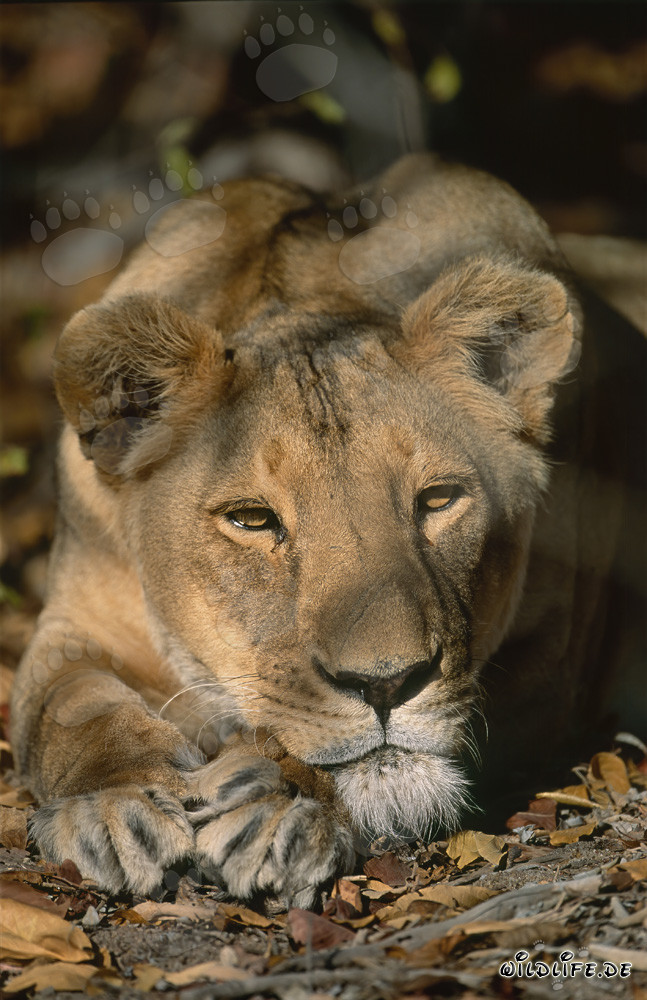 Le regard majestueux d'une lionne berbère