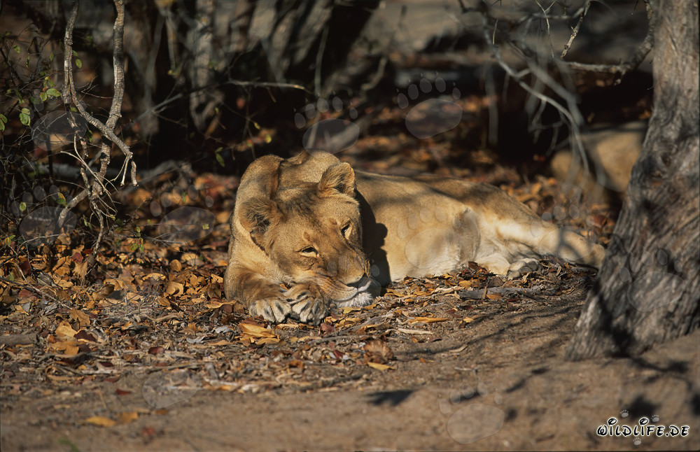 Female Barbary Lion resting in the shade under a tree