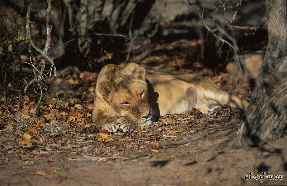Lionne berbère se repose à l'ombre sous un arbre