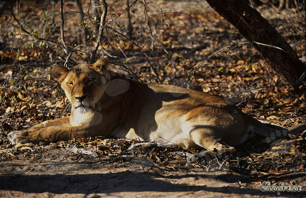 Lionne de l'Atlas en convalescence en captivité