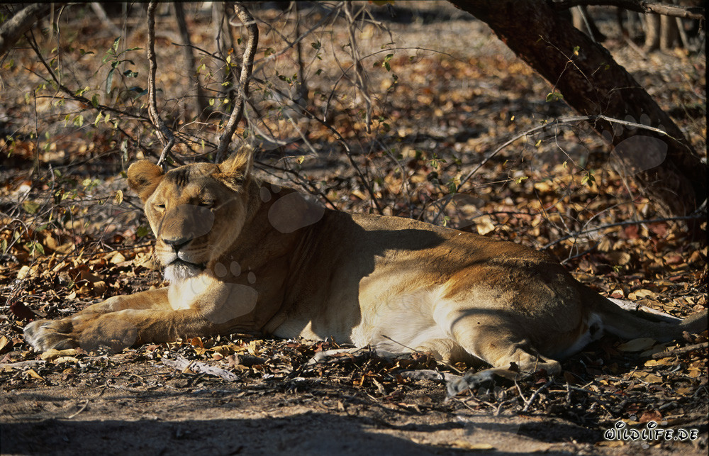 Barbary Lioness relaxing under a tree
