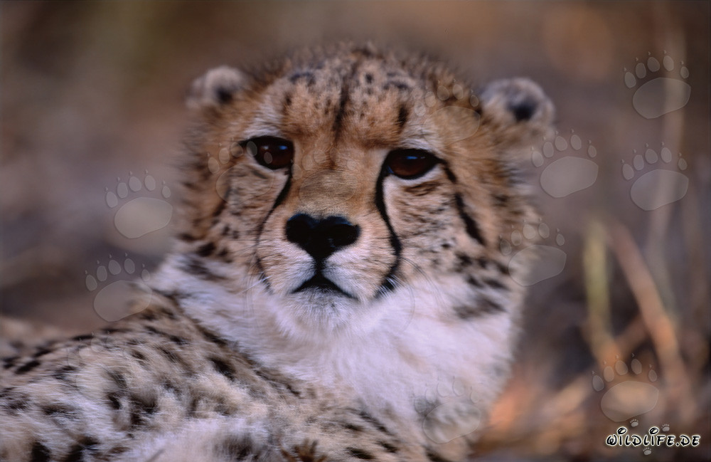 Portrait of a Young Cheetah at Hoedspruit Research & Breeding Centre