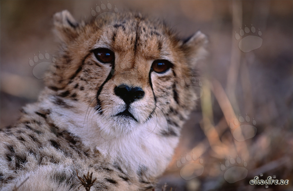 Portrait d'un jeune guépard en captivité