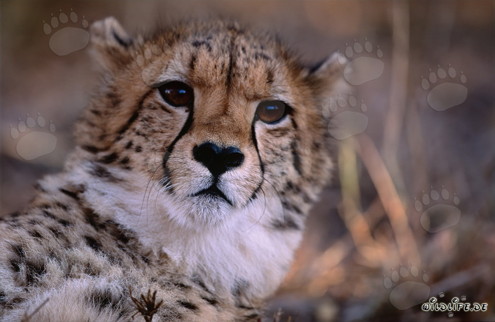Portrait of a Young Cheetah in Captivity