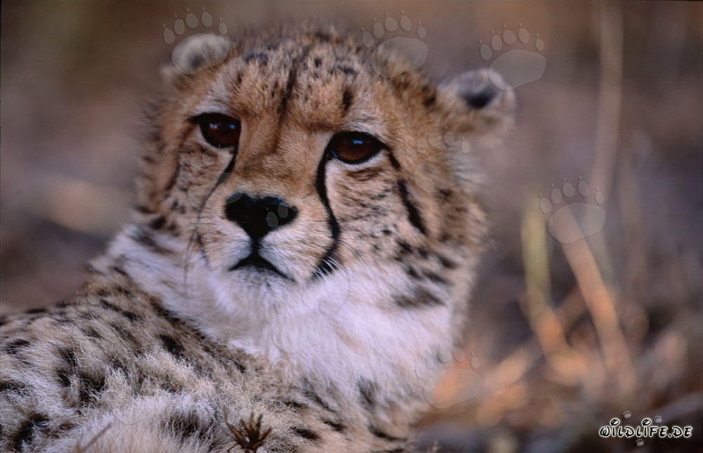 Portrait d'un jeune guépard en captivité