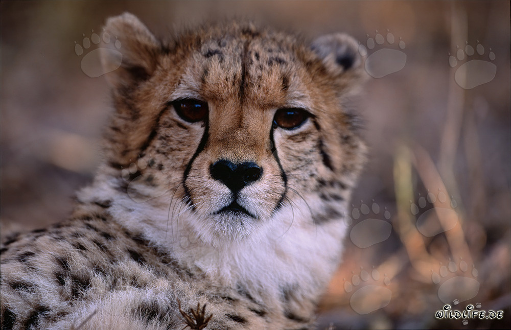 Portrait d'un jeune guépard en captivité