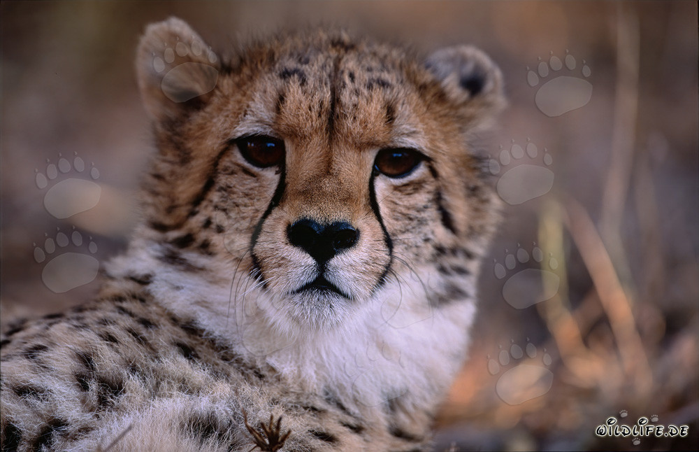 Portrait of a young cheetah in captivity